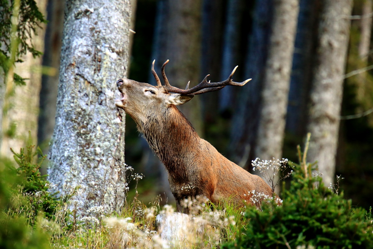 cervo bramito