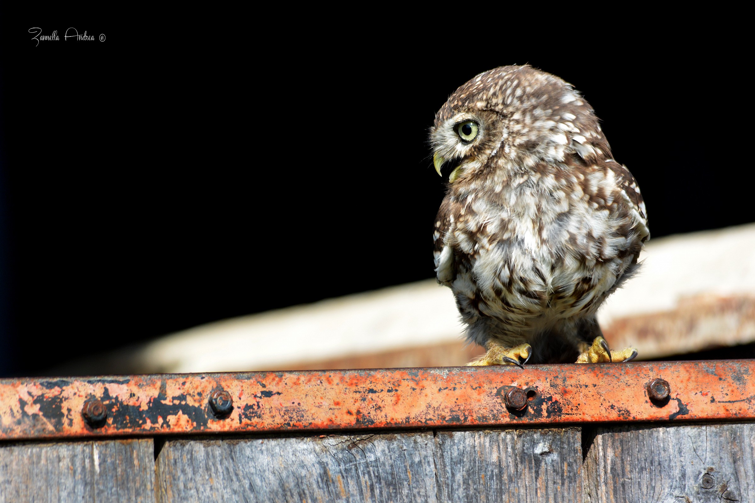 La civetta del casolare