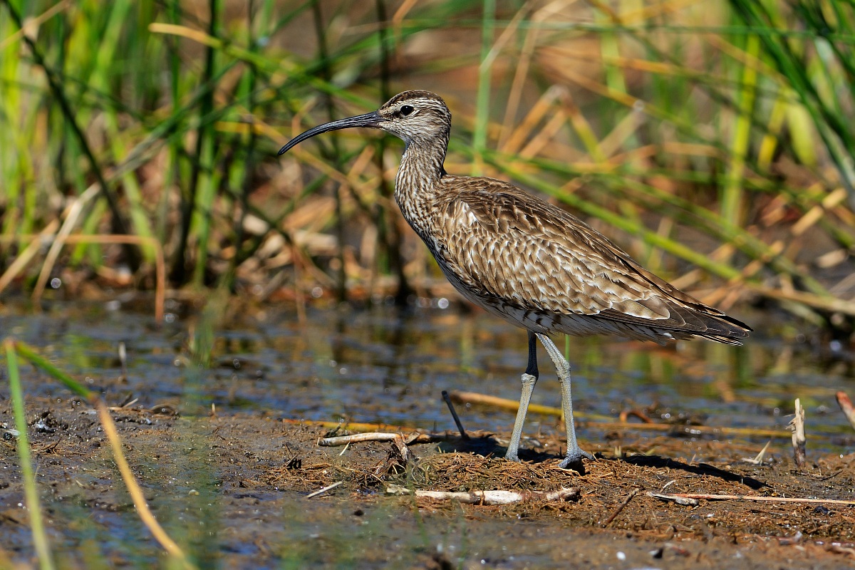 Curlew