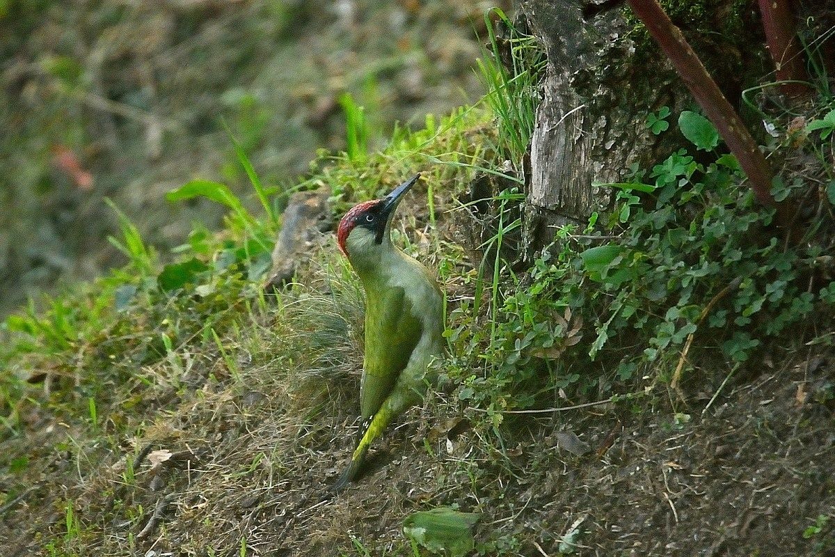 picchio verdei.... in attesa