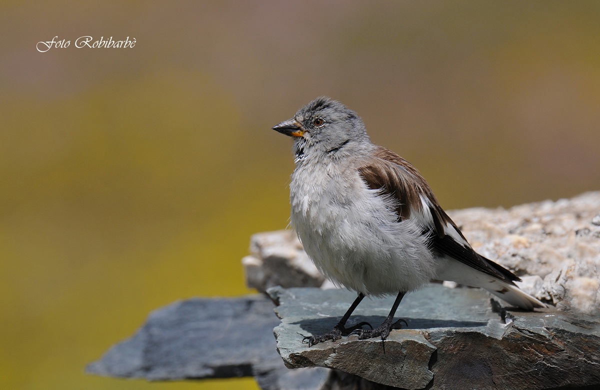 Fringuello alpino...