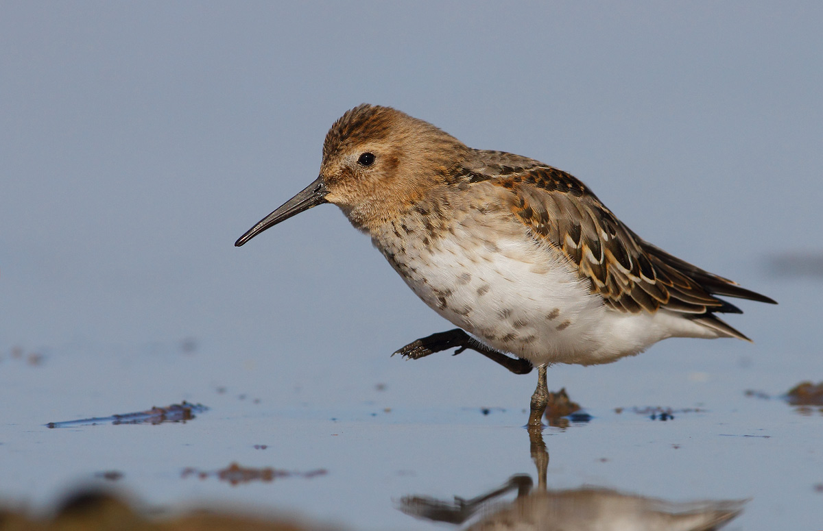 Dunlin