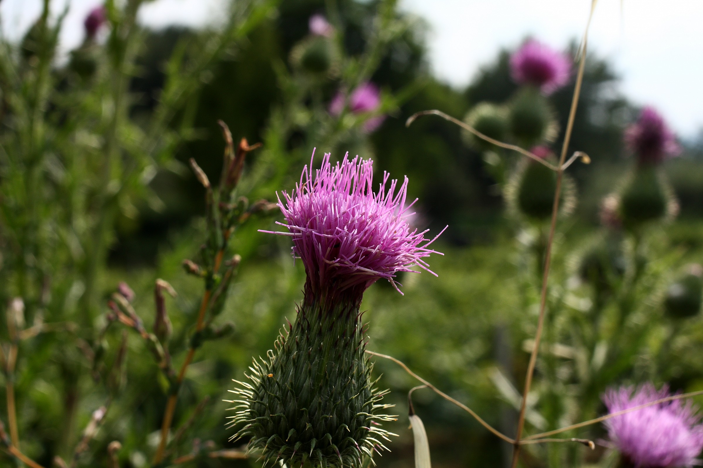 Flower of thistle
