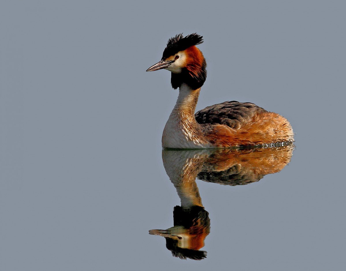 grebe