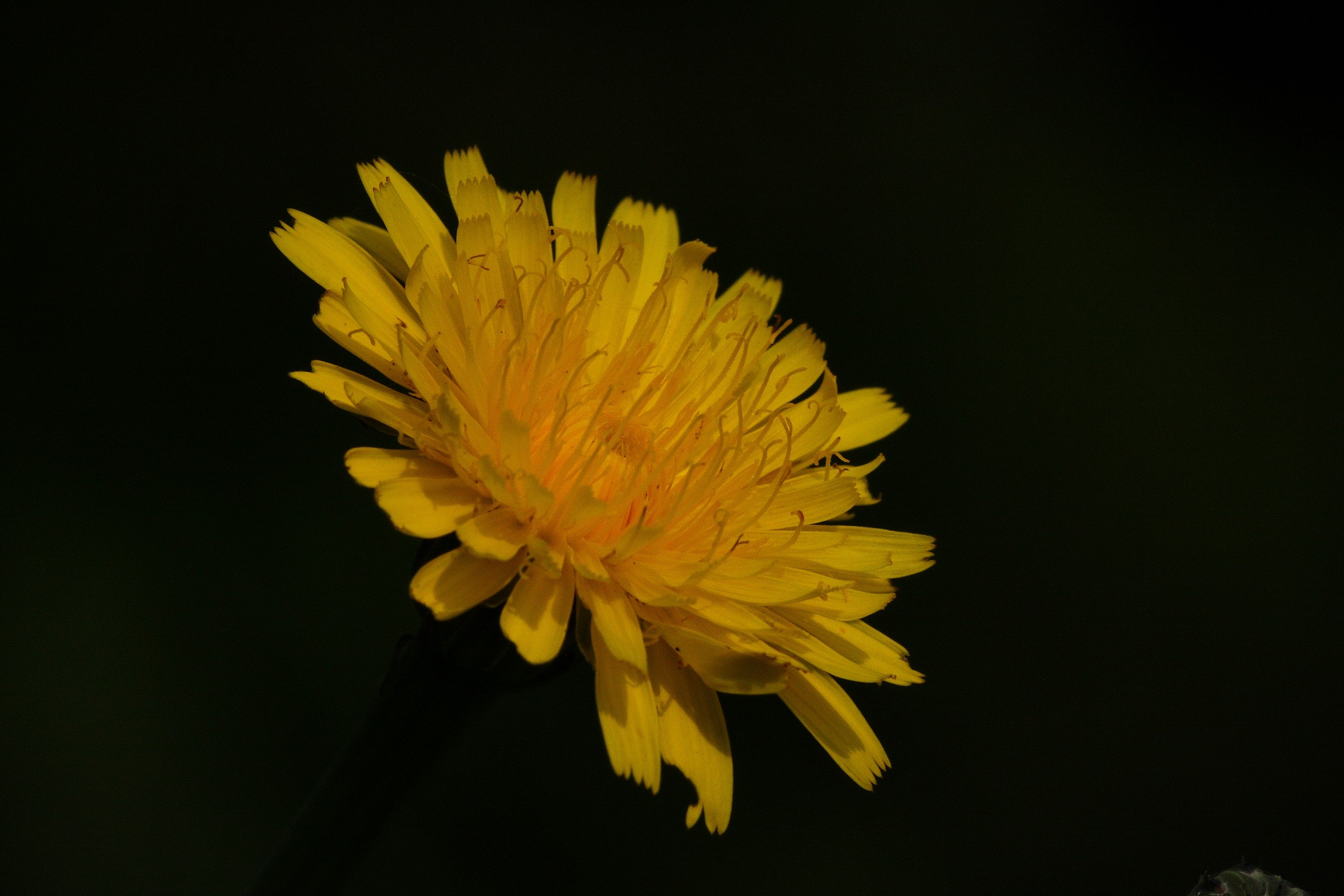 Dandelion