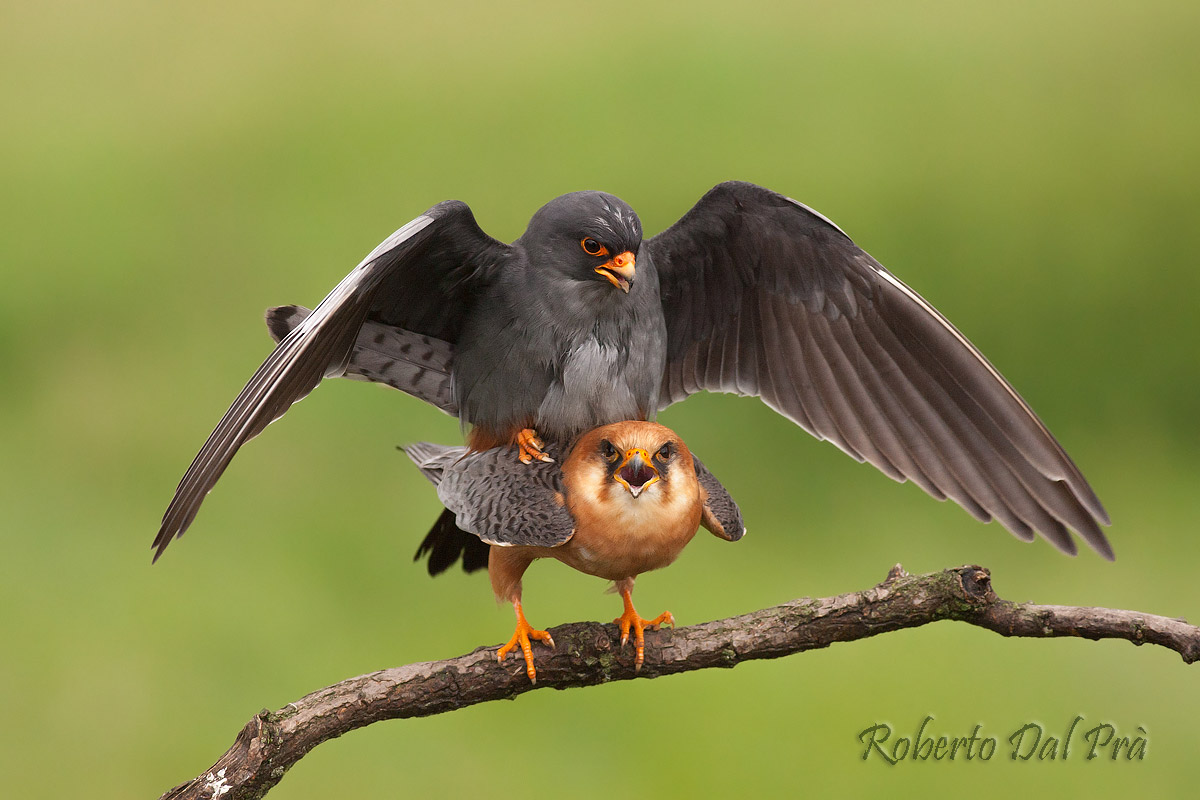 Coupling between red-footed falcons