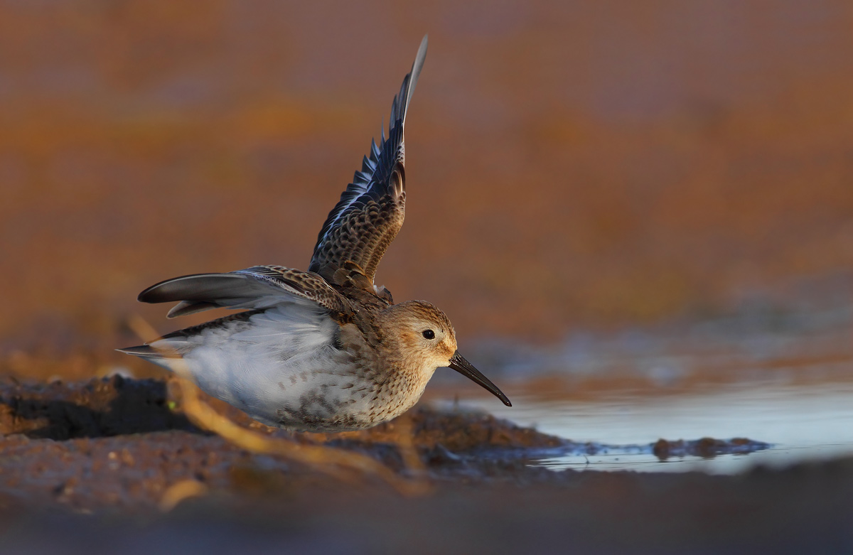 Dunlin