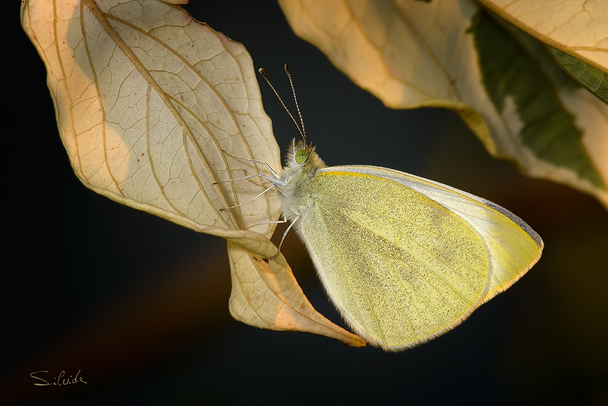 In attesa della sera
