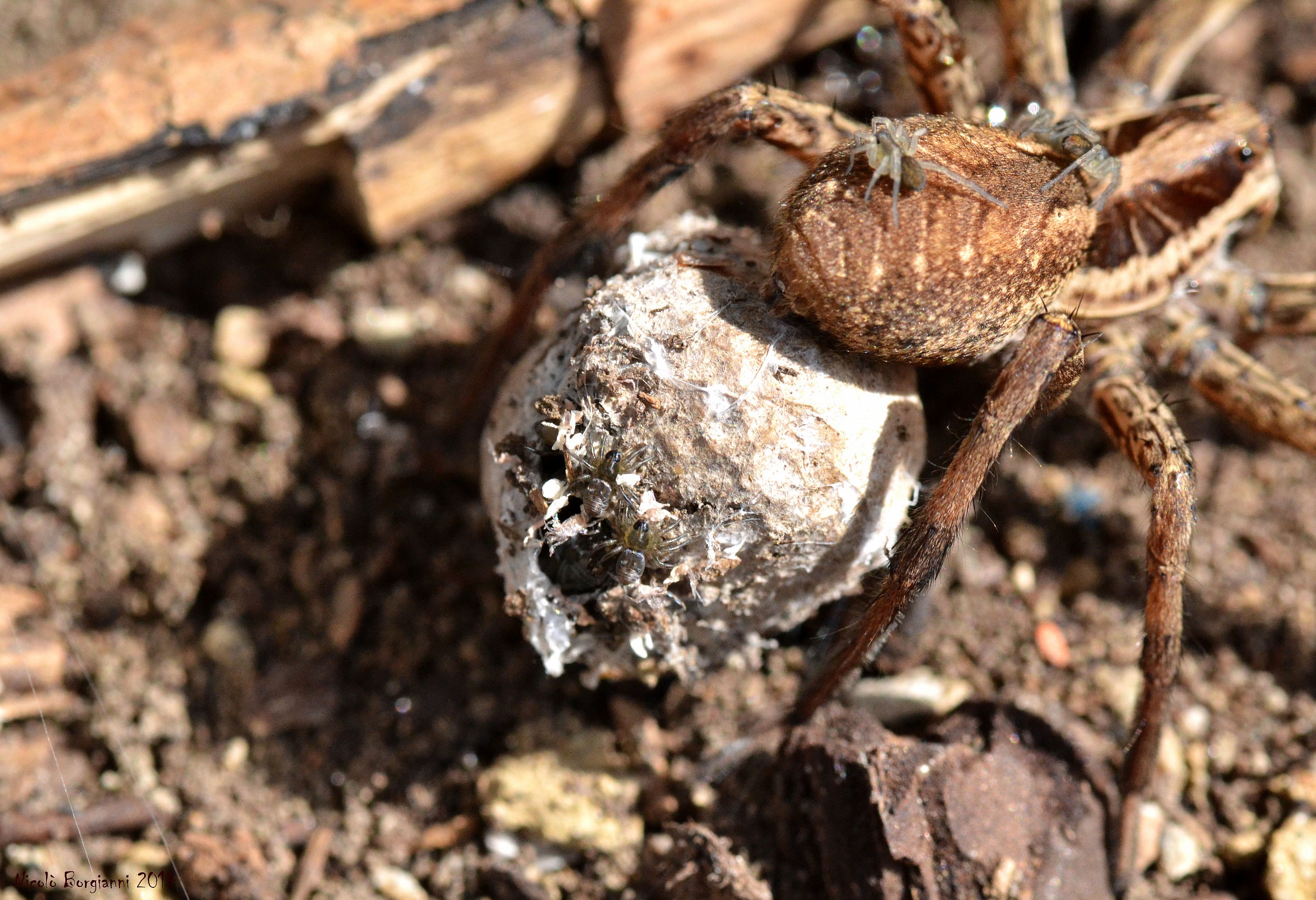 Micro Hogna in uscita!