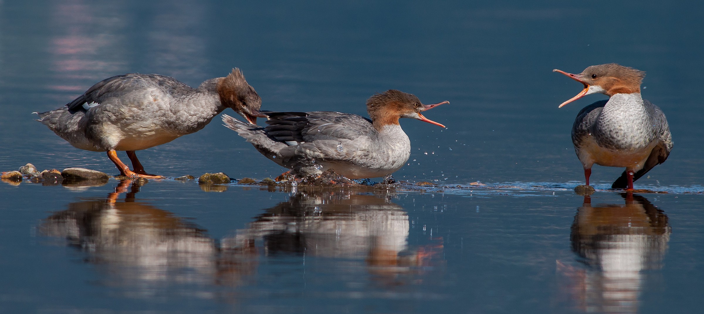 Goosander