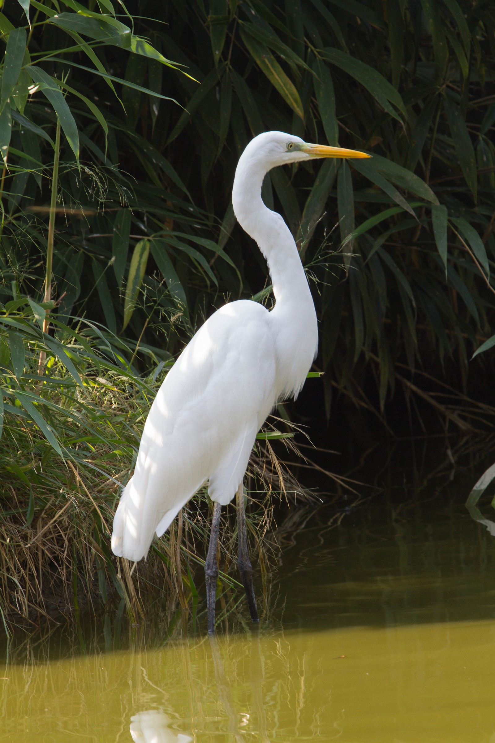 Airone bianco maggiore
