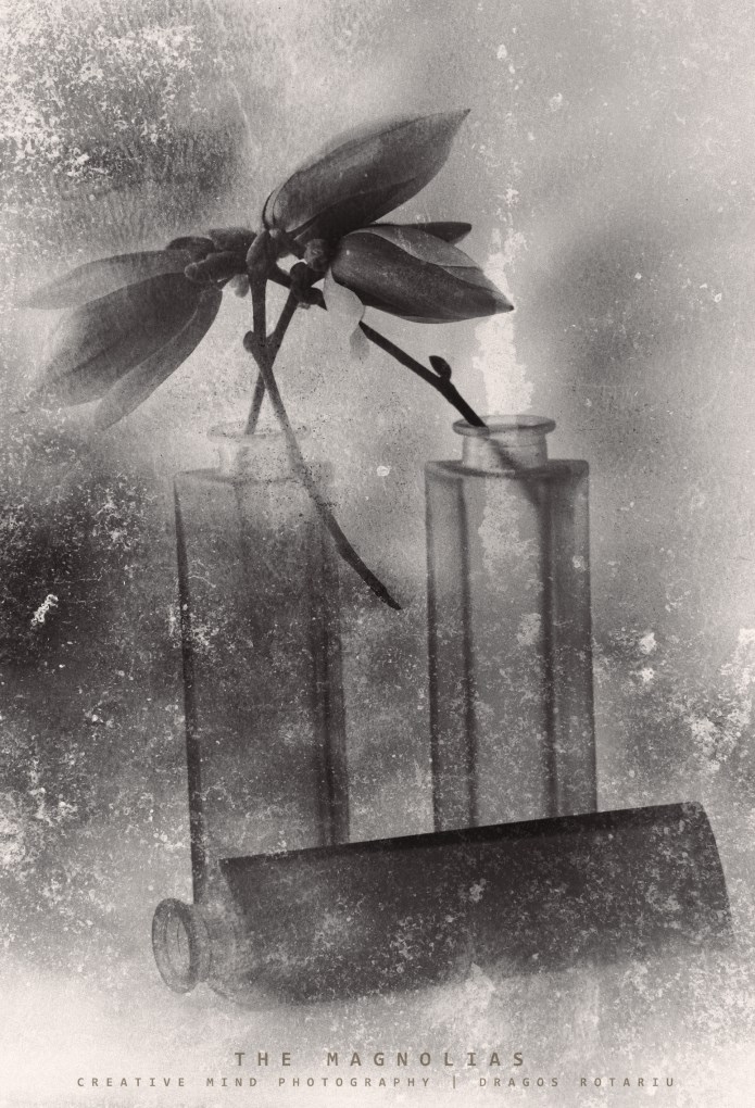 the magnolias