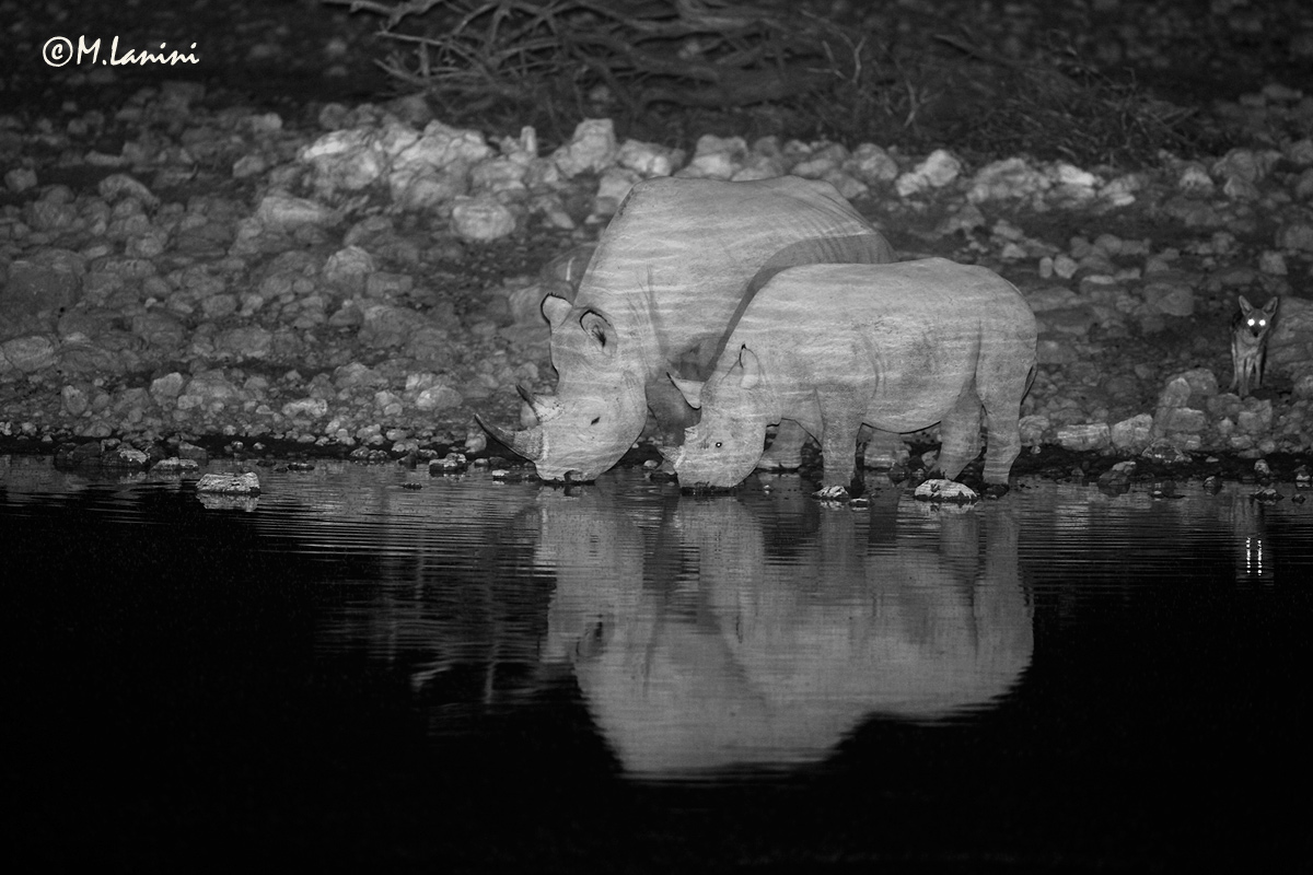 Rinoceronti neri(Diceros bicornis),