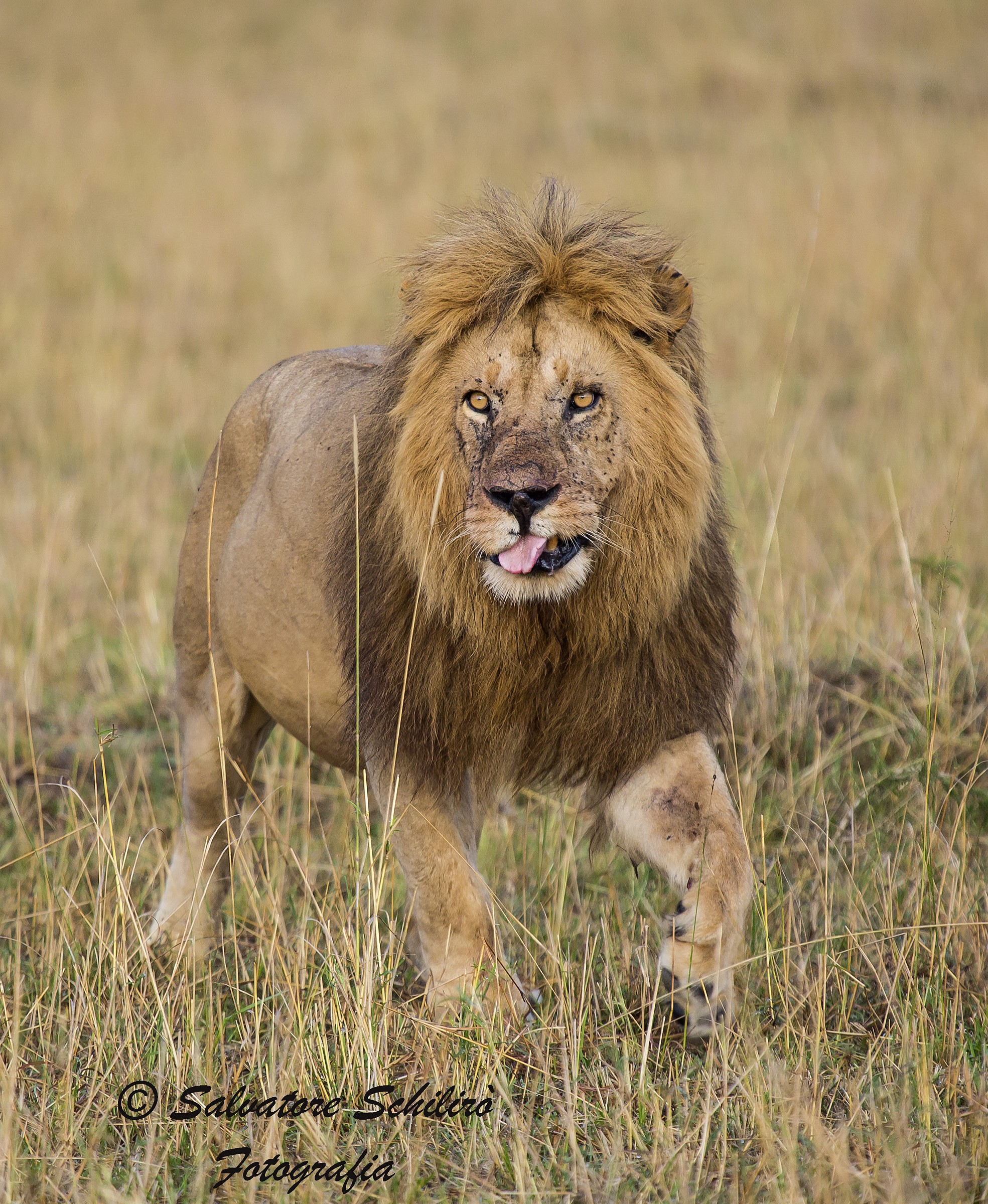 La linguaccia del re