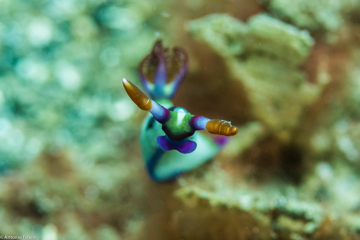 Chamberlain's Nebrotha