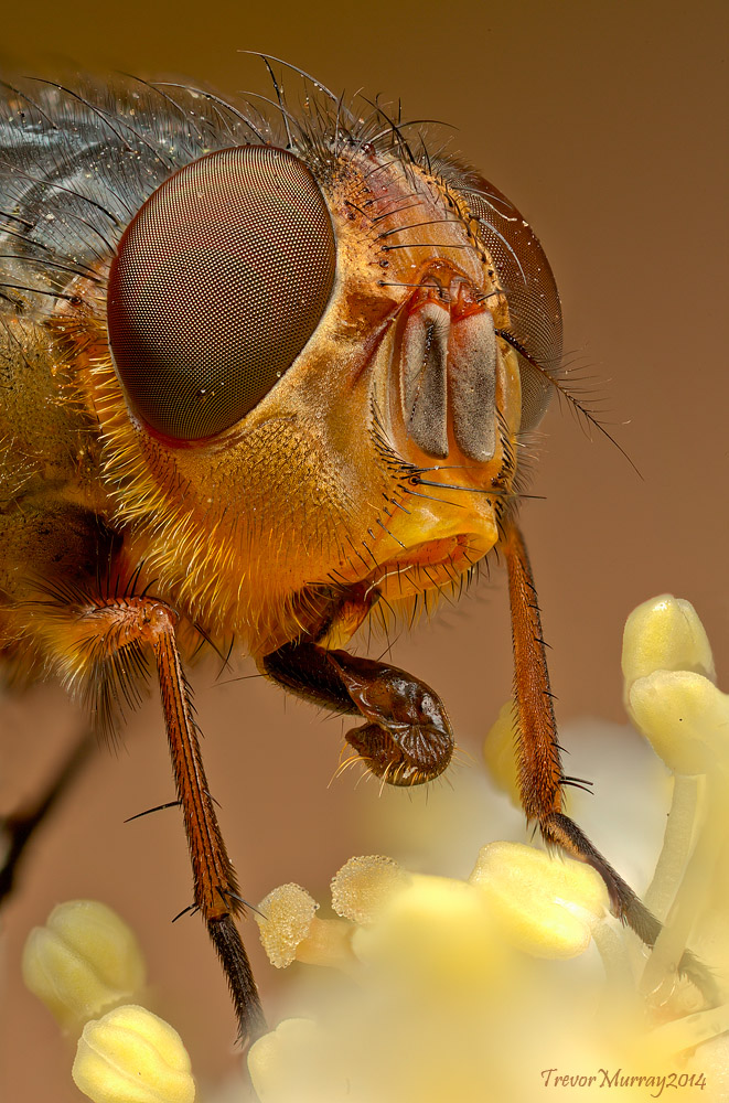 Fly Portrait Stack