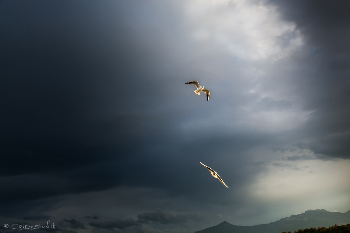 Seagulls between the clouds and sunset