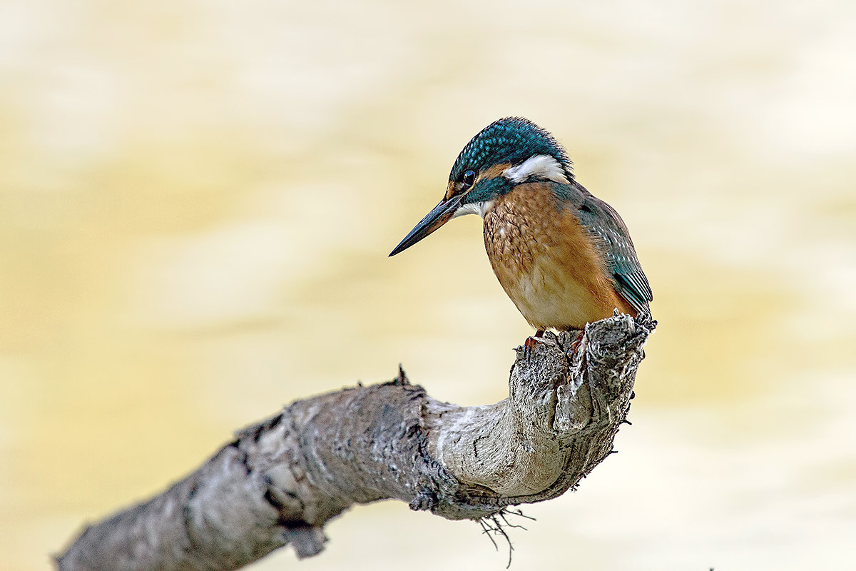 Kingfisher