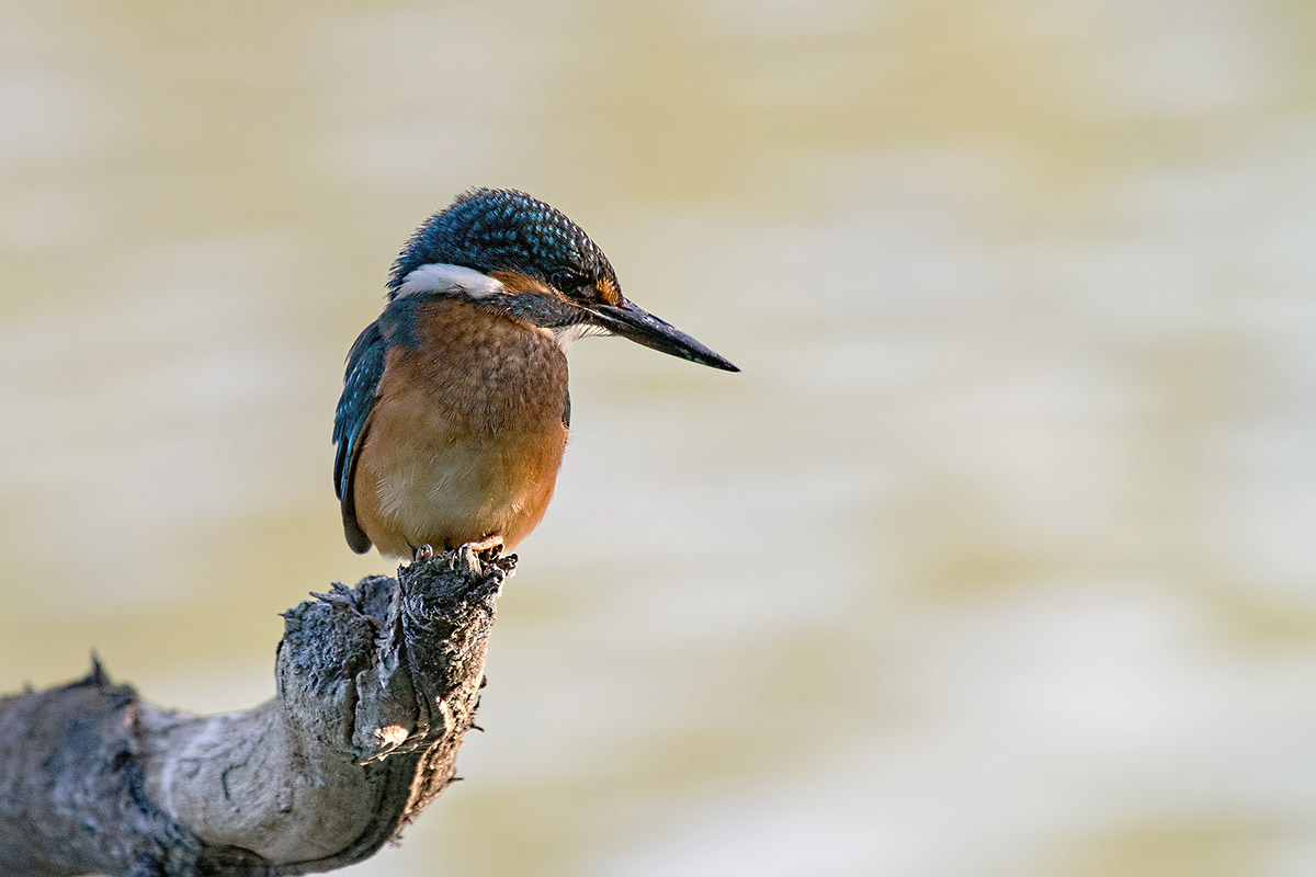 Kingfisher