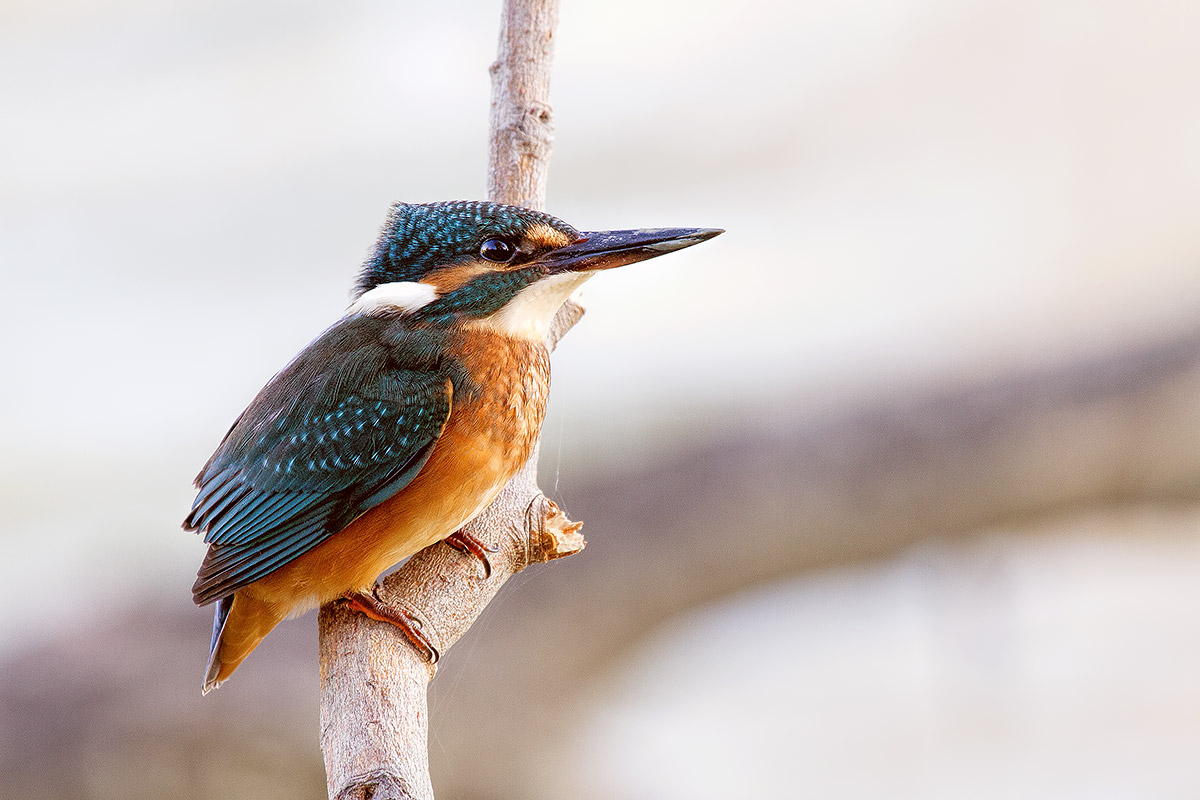 Kingfisher