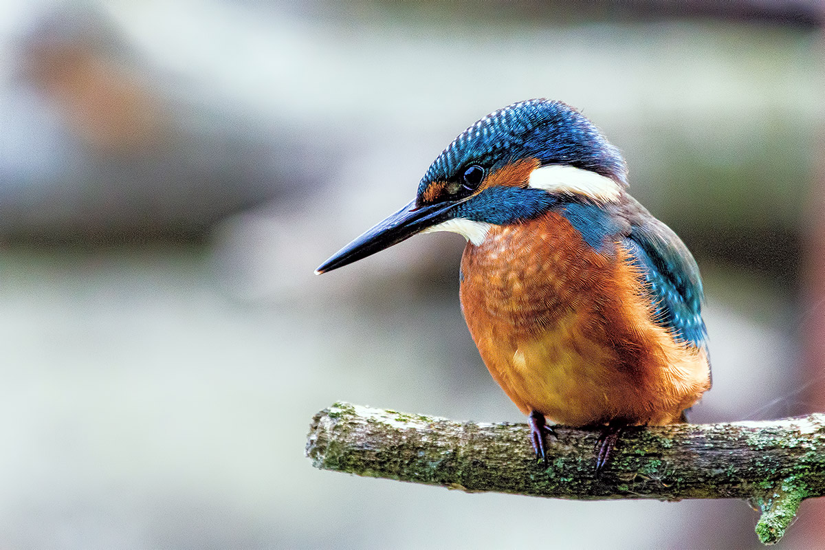 Kingfisher