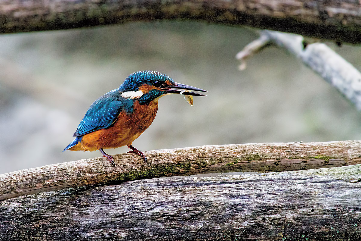 Kingfisher
