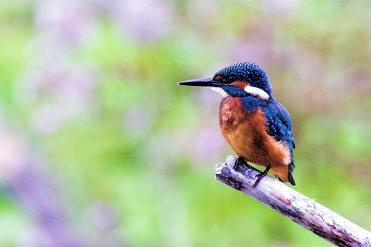 Kingfisher