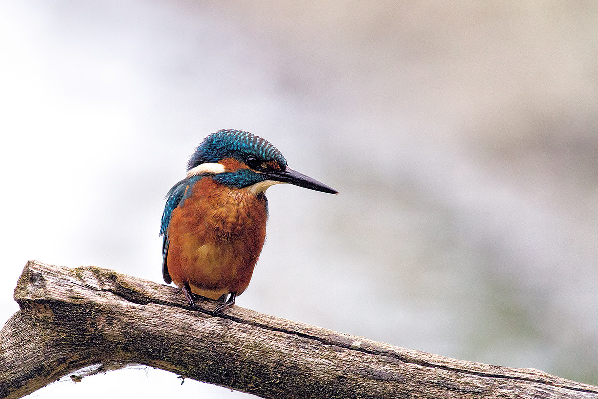Kingfisher