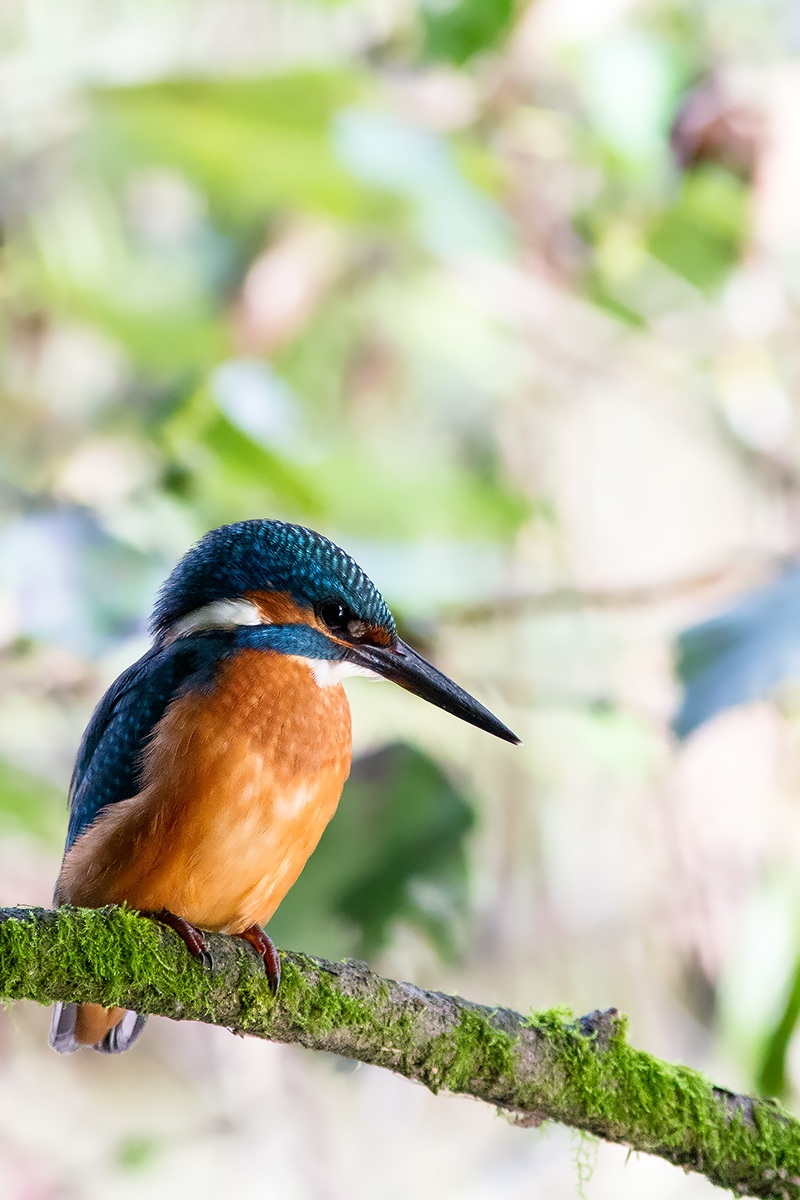 Kingfisher