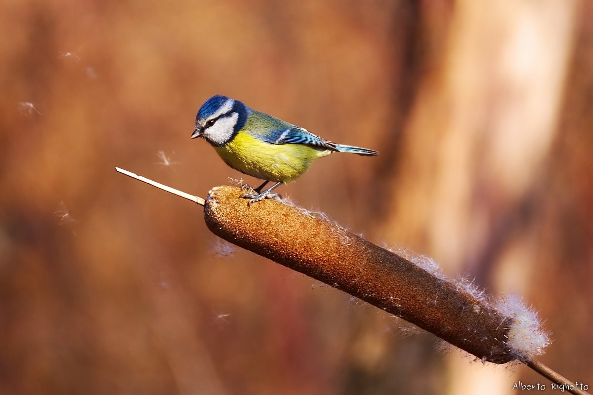 Blue Tit in the wind