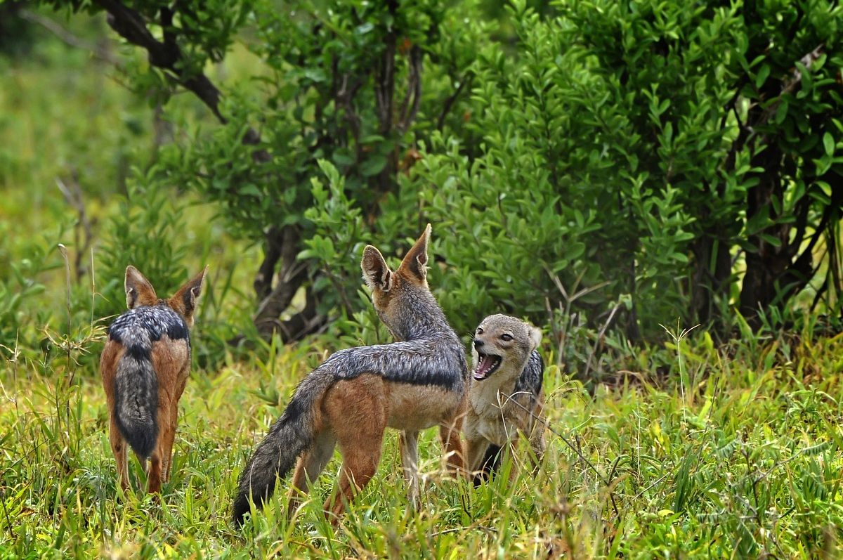 Difesa del territorio