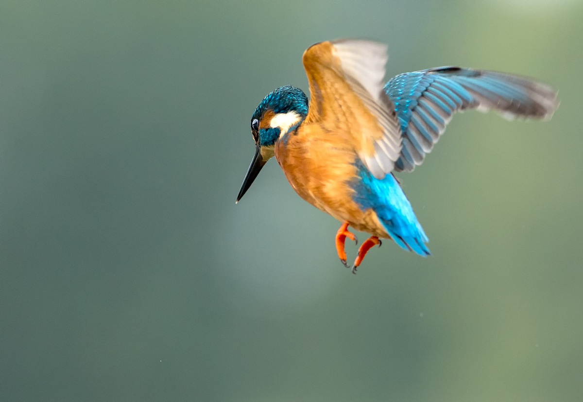 Kingfisher in flight