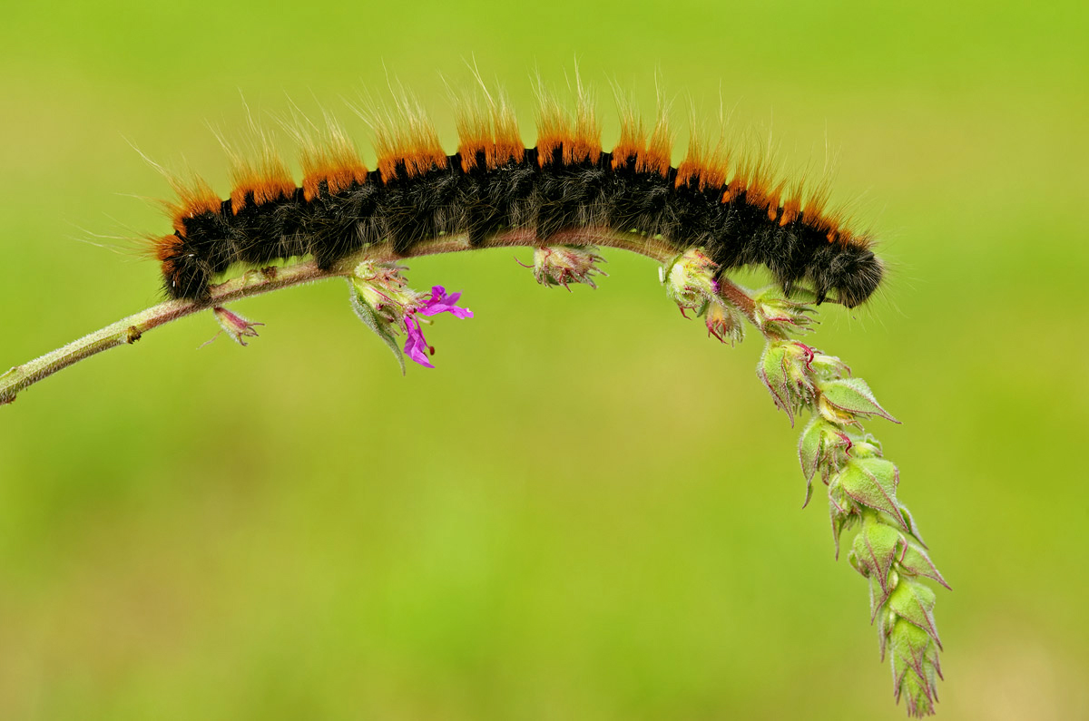 A hungry caterpillar