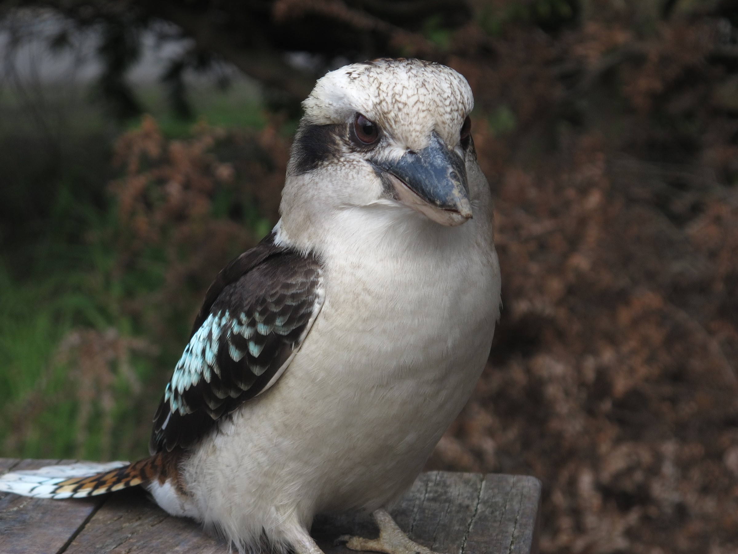 Kookaburra curious