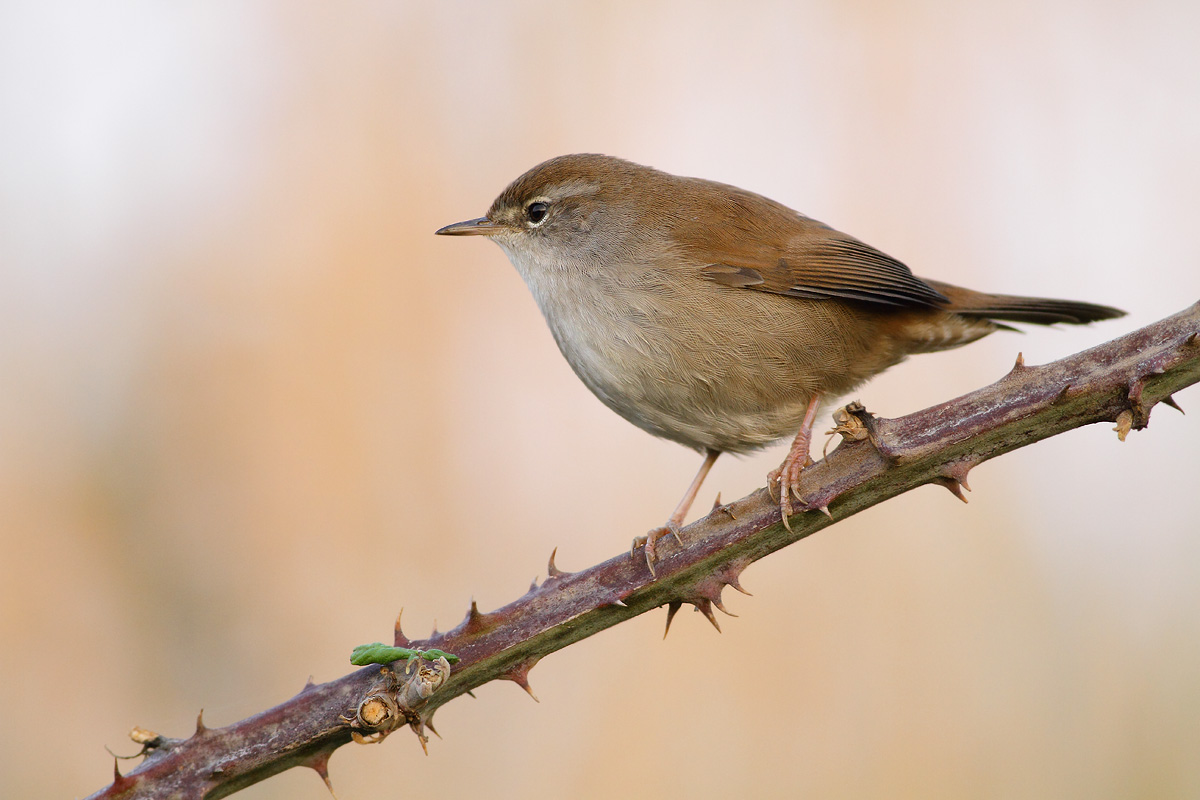 Cetti's Warbler
