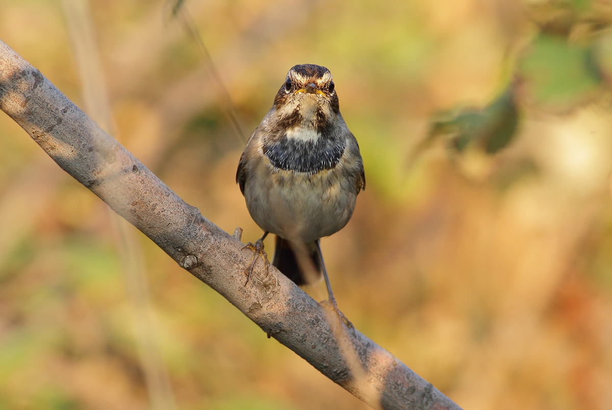 Bluethroat Female