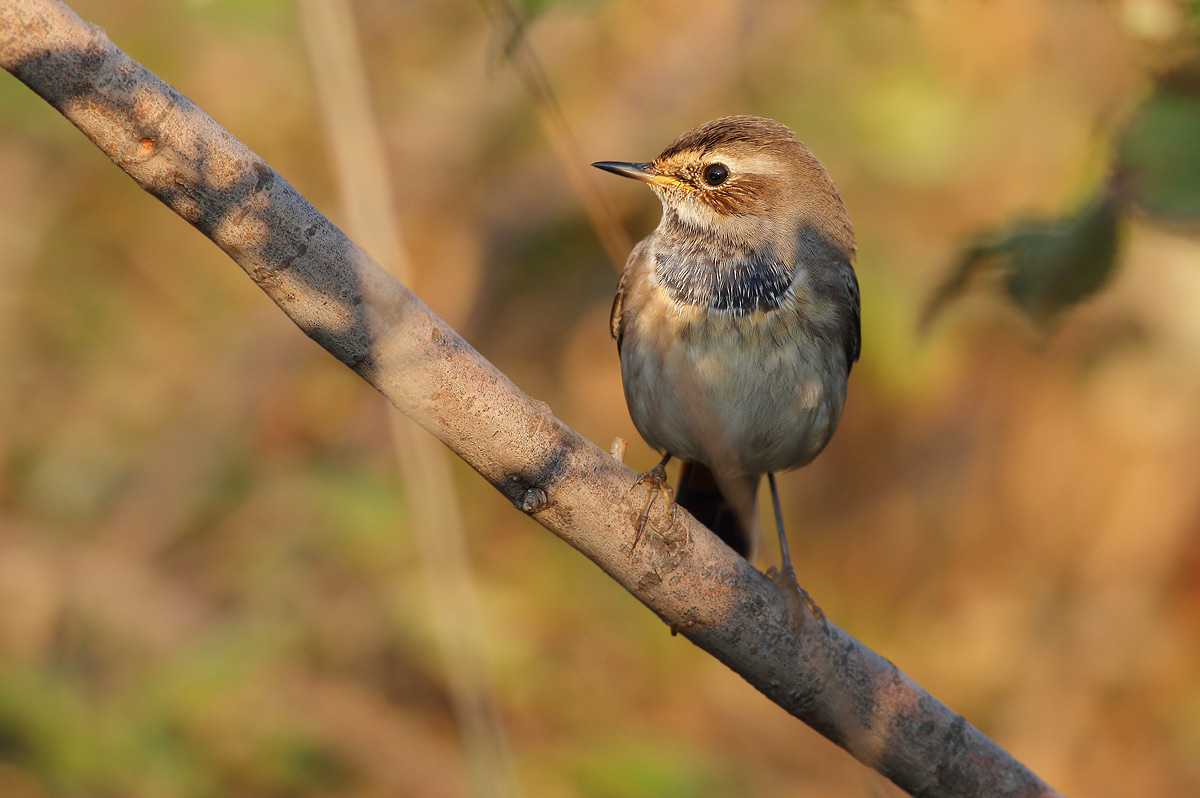 Bluethroat Female