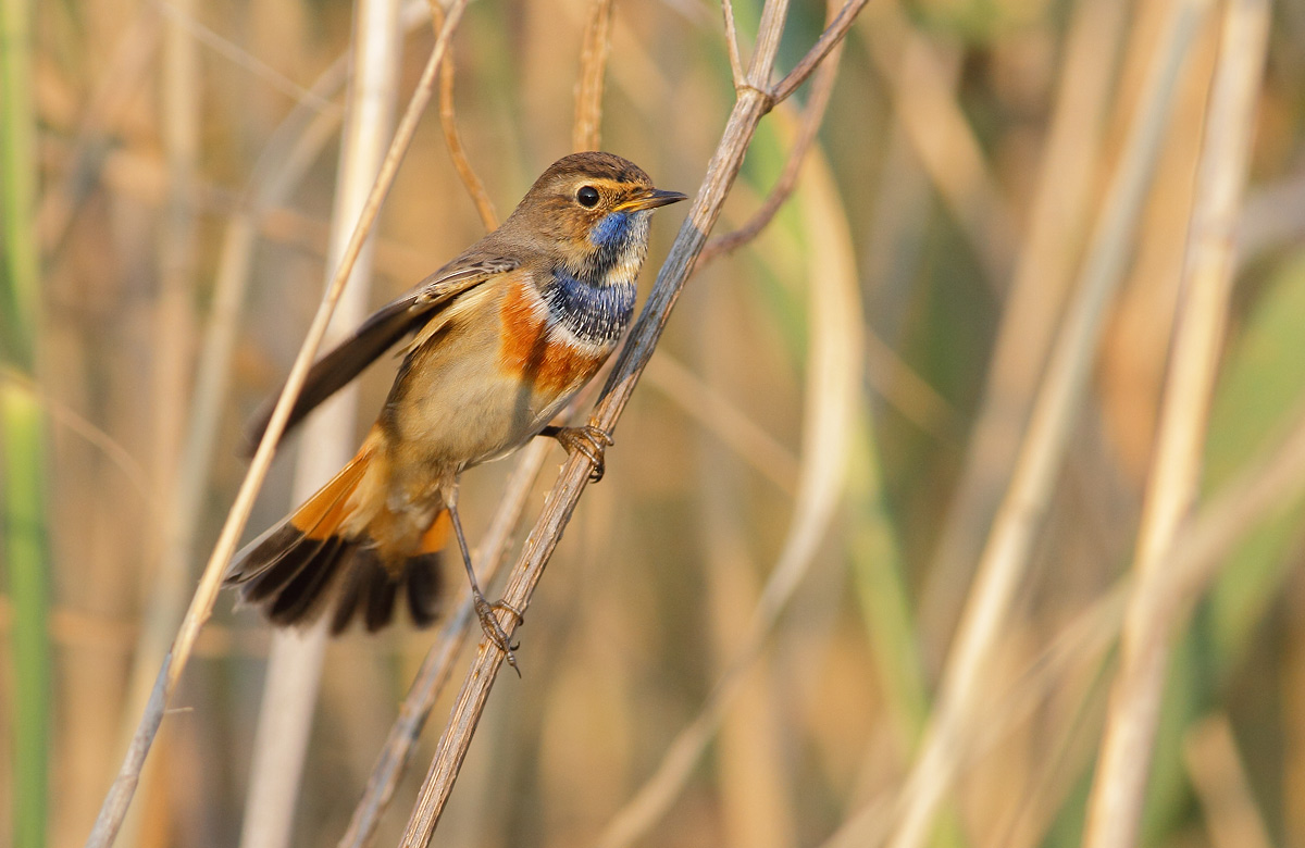Bluethroat male