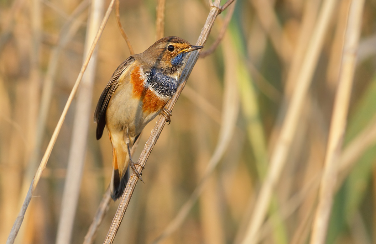 Bluethroat male