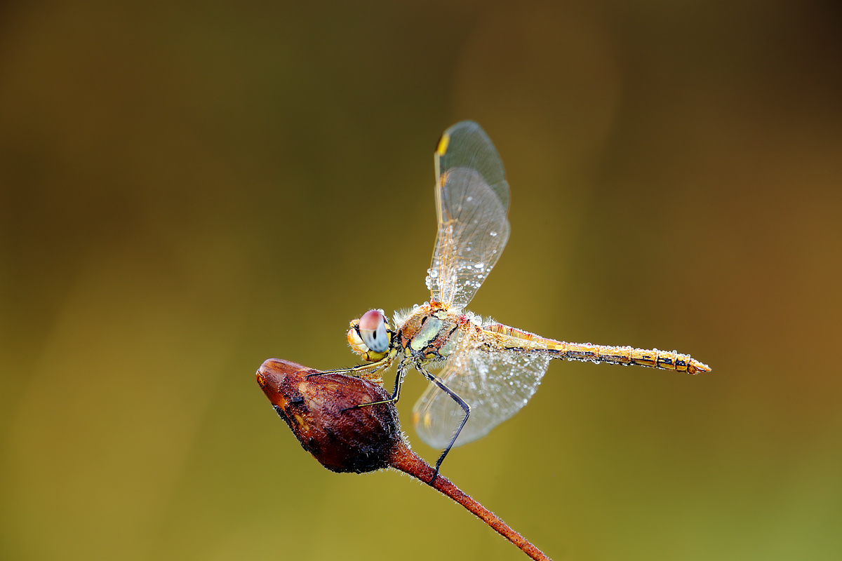 Libellula Sympetrum