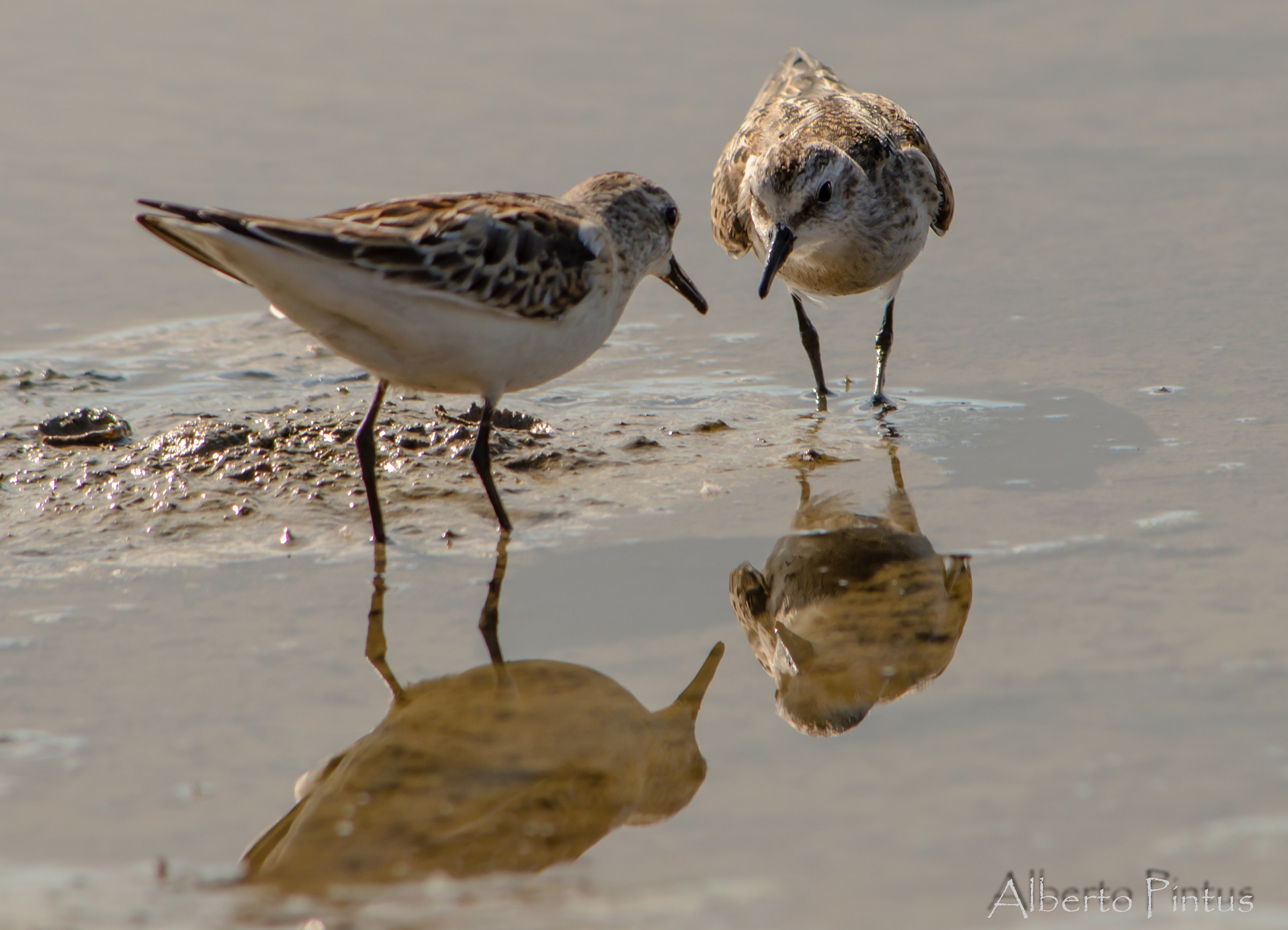 gambecchi (Calidris minuta)