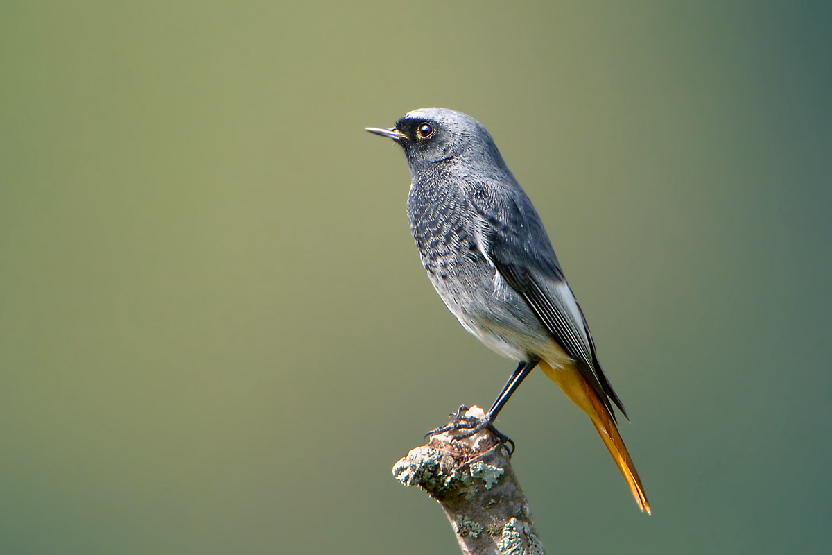 Black Redstart