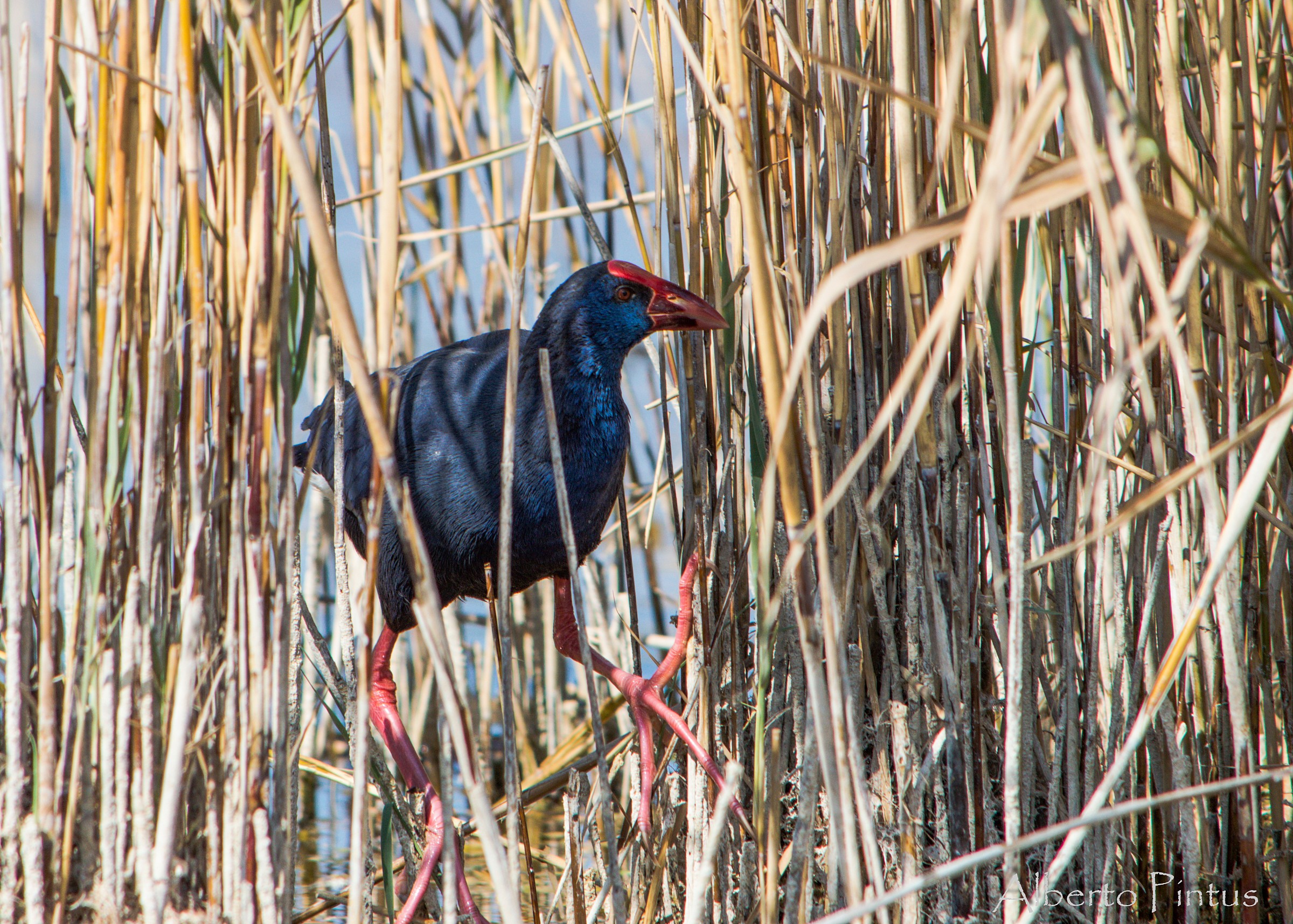 pollo sultano (Porphyrio porphyrio)