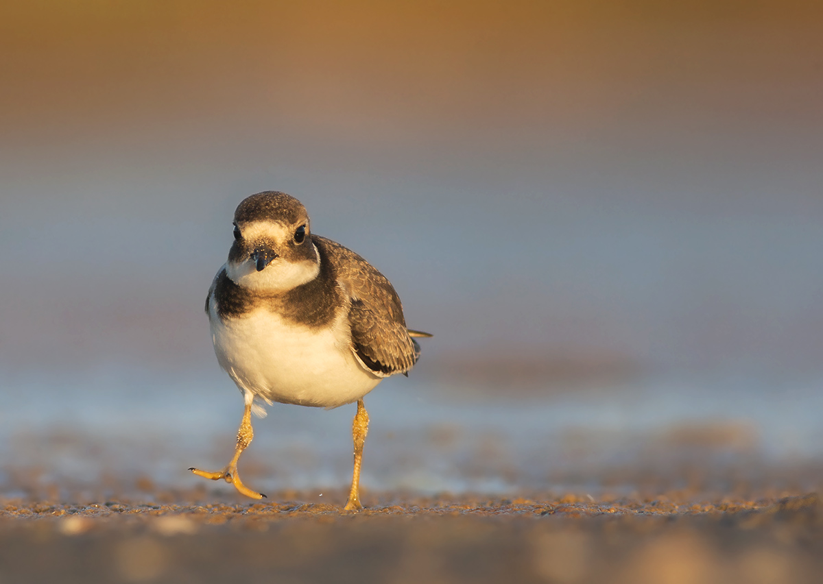 Corriere grosso juv.