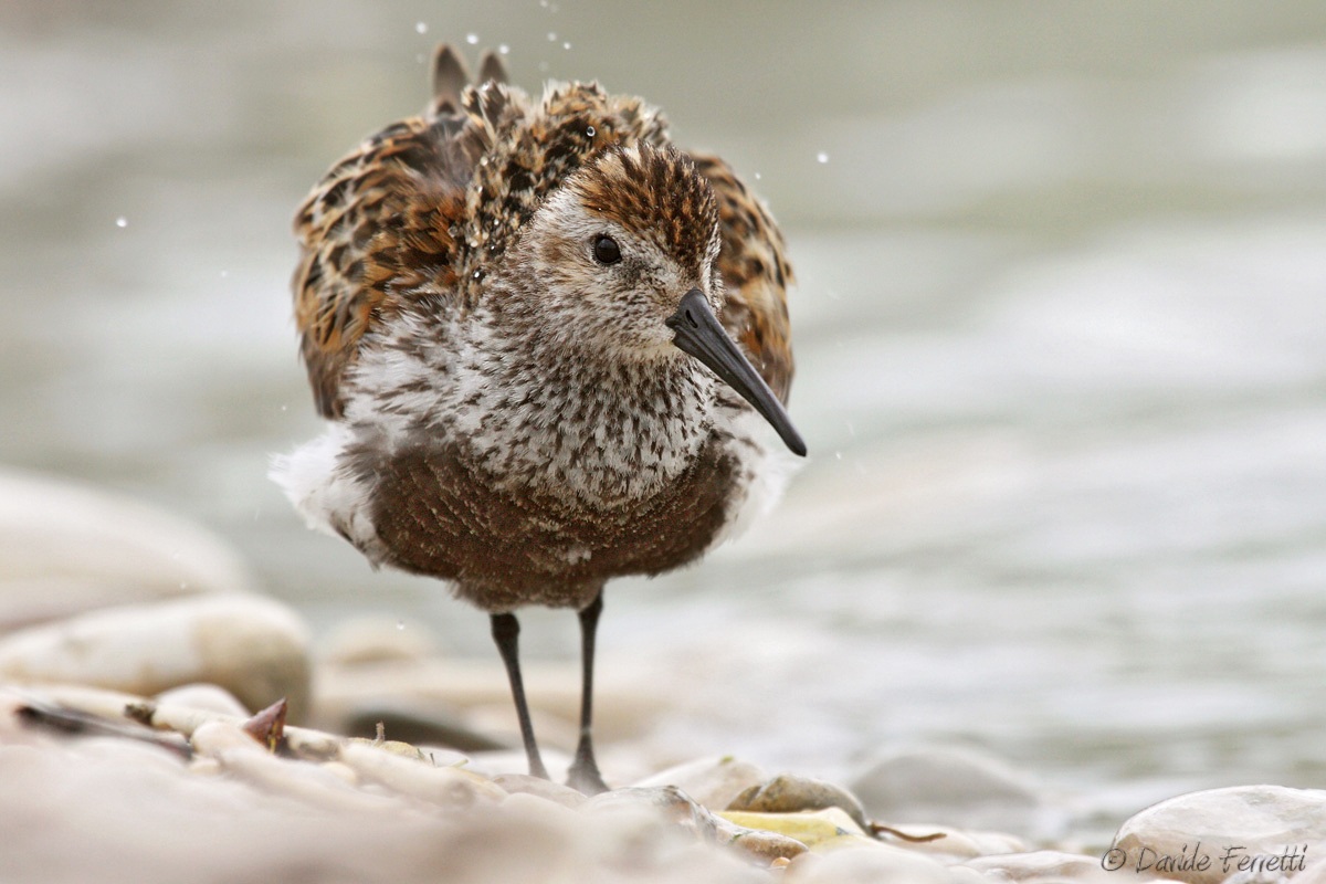Dunlin