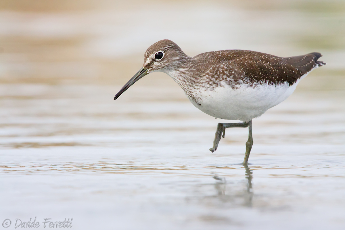 Young sandpiper wheatear
