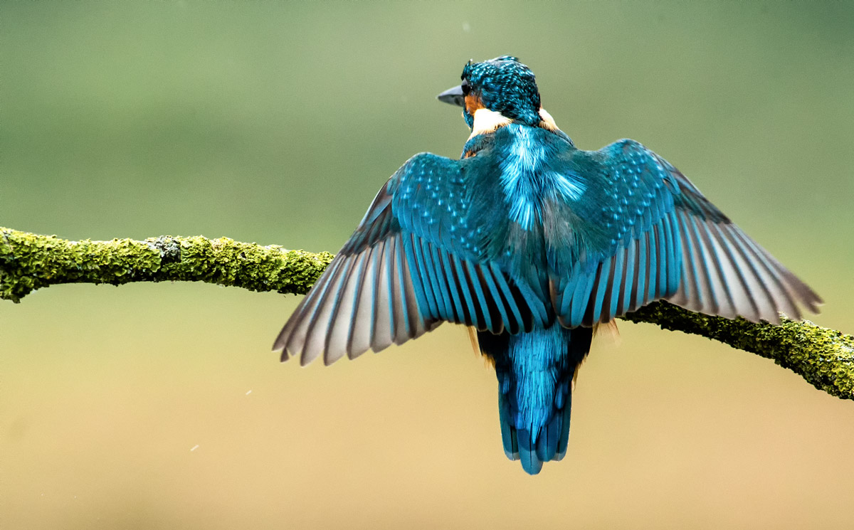 Martin Pescatore_ sorry shoulders ..