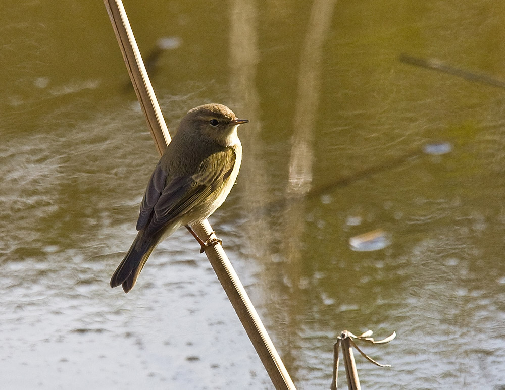 Identification? Thanks