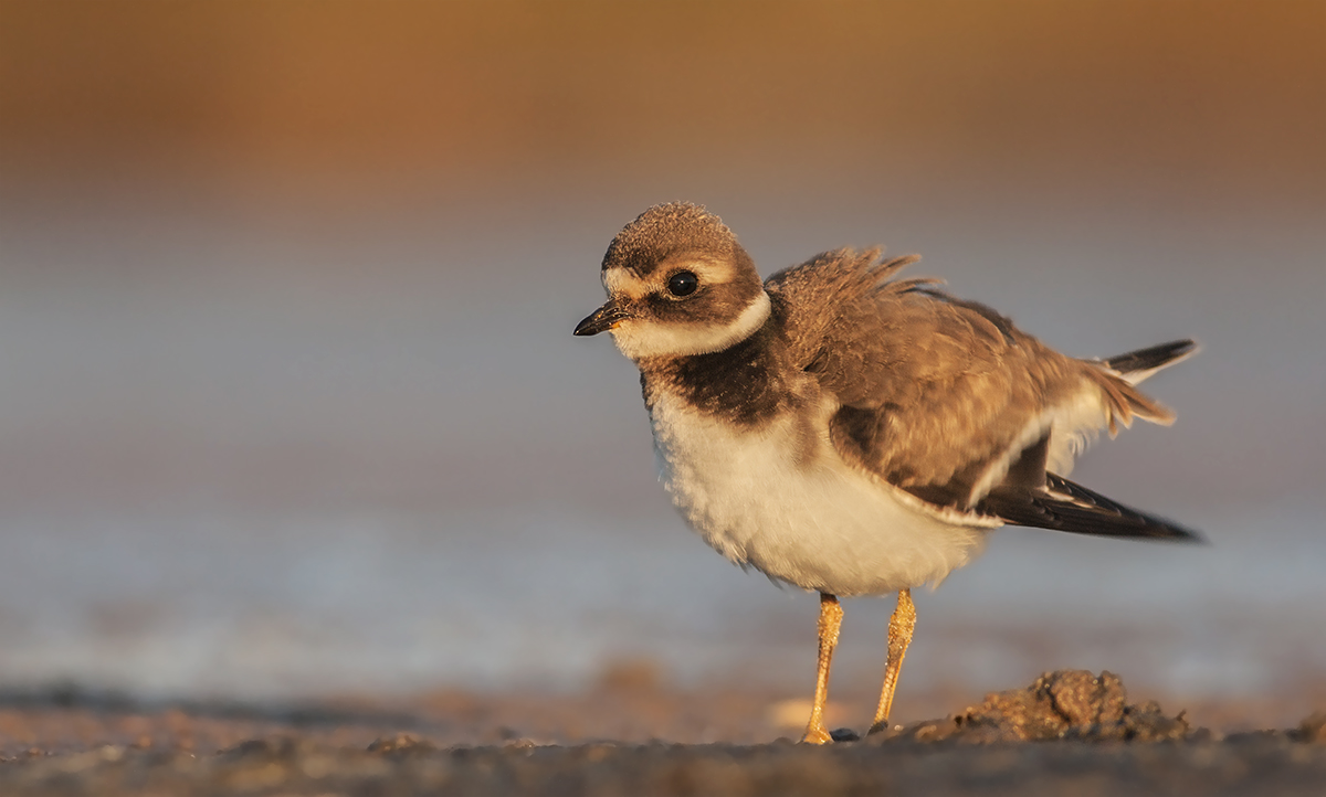 Corriere grosso juv.