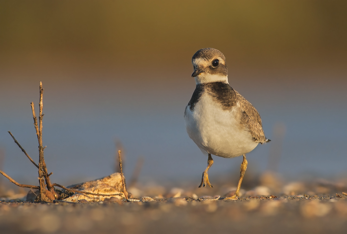 Corriere grosso juv.